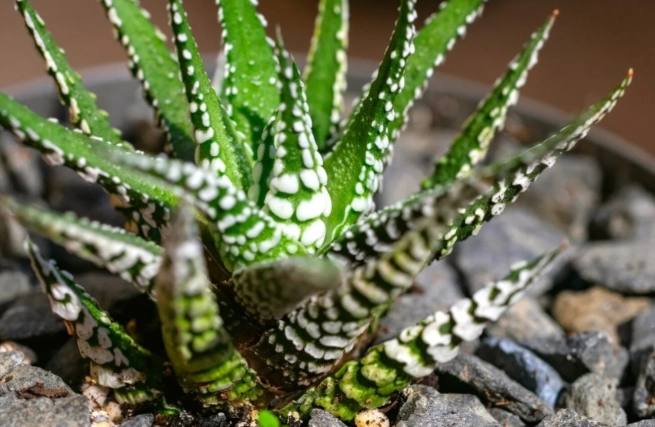 how to grow haworthia