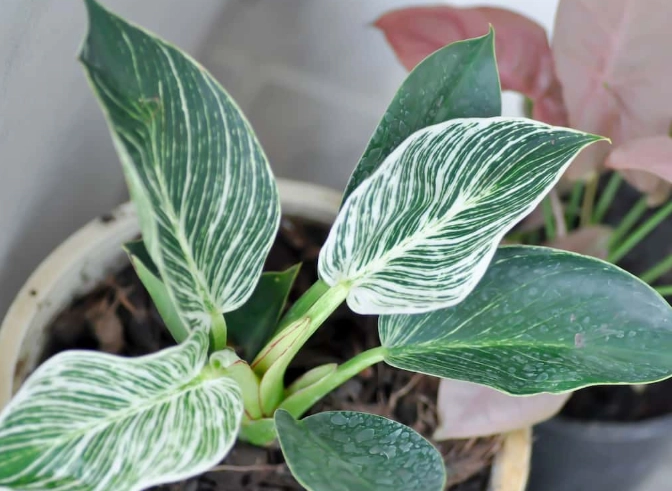 philodendron birkin problems philodendron birkin problems