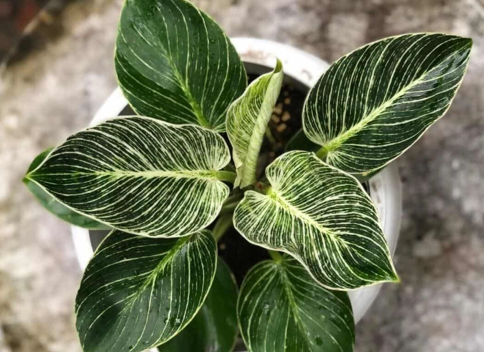 philodendron birkin light requirements philodendron birkin light requirements