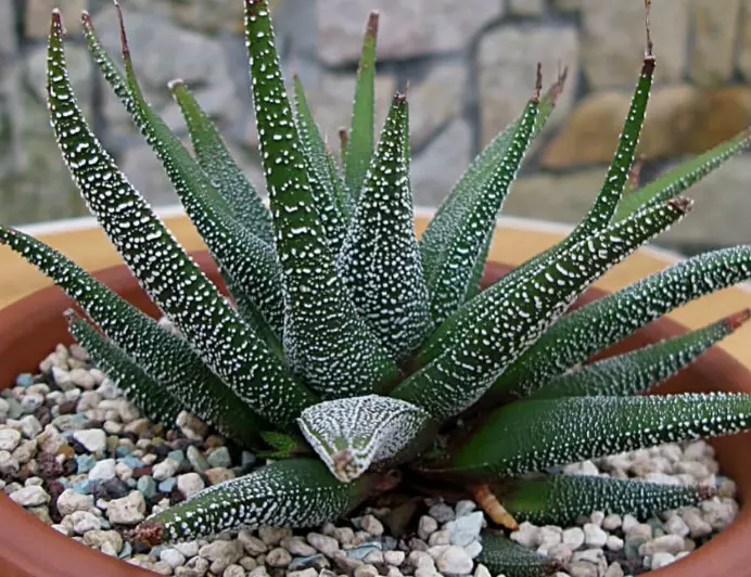 haworthia varieties