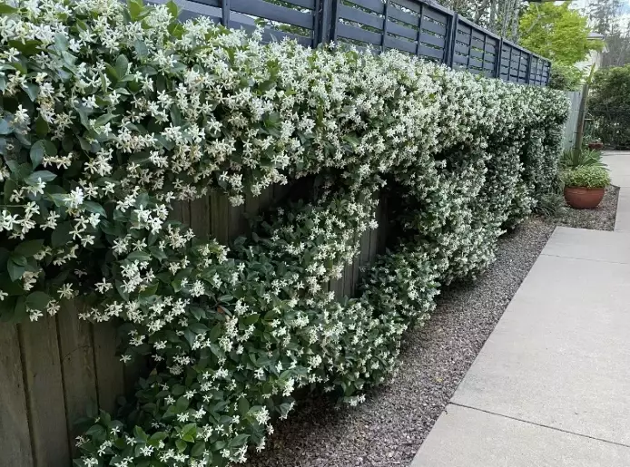 growing star jasmine on trellis