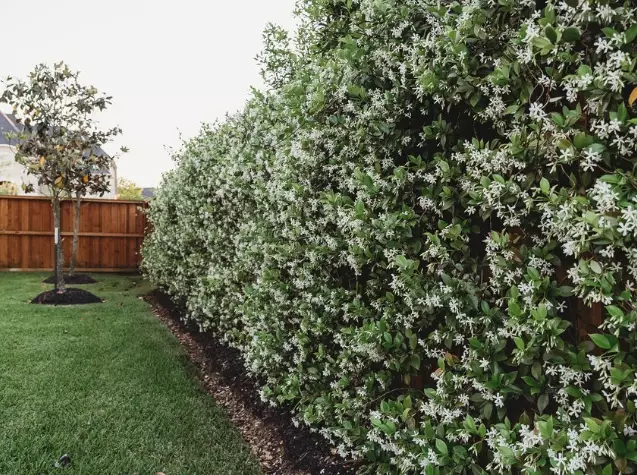 growing star jasmine on trellis