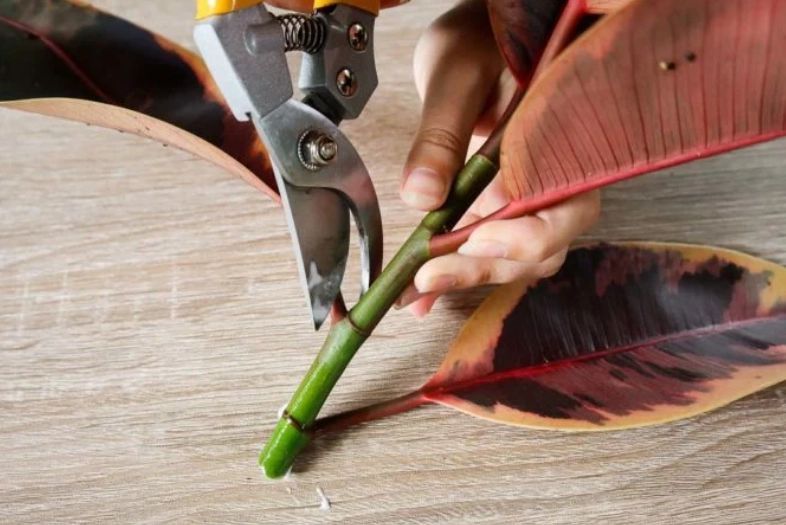 how to propagate rubber plant
