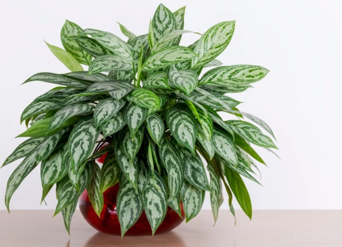 Chinese Evergreen care