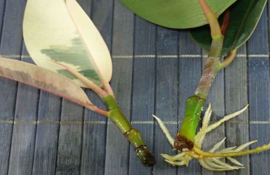 how to propagate rubber plant