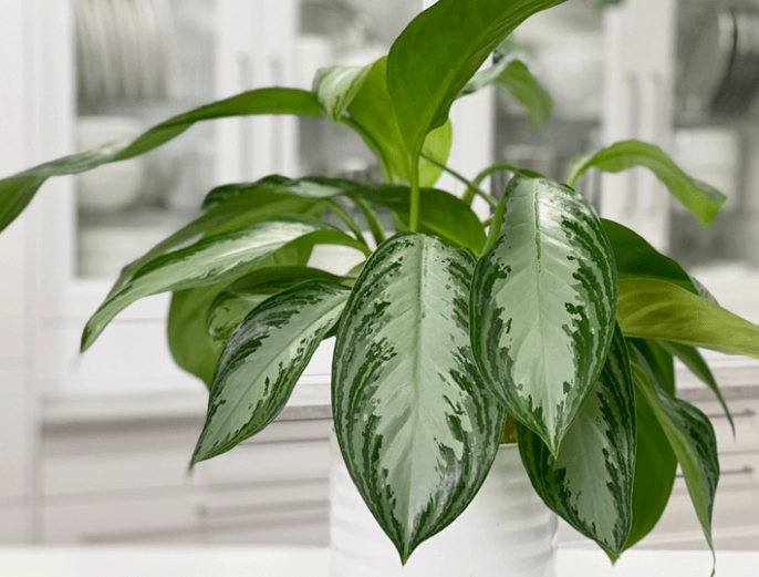 Aglaonema plant
