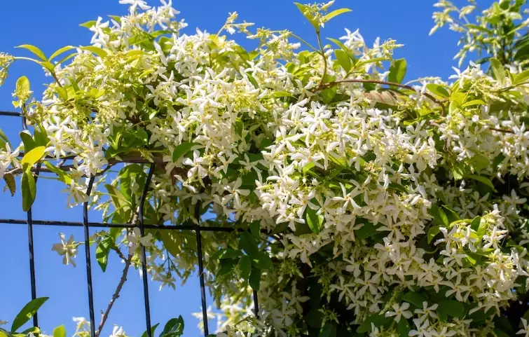 jasmine trellis ideas