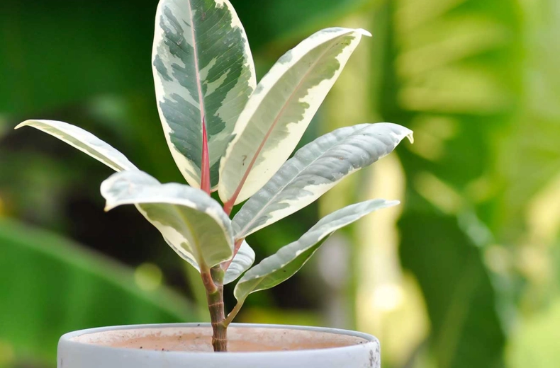 how to propagate rubber plant