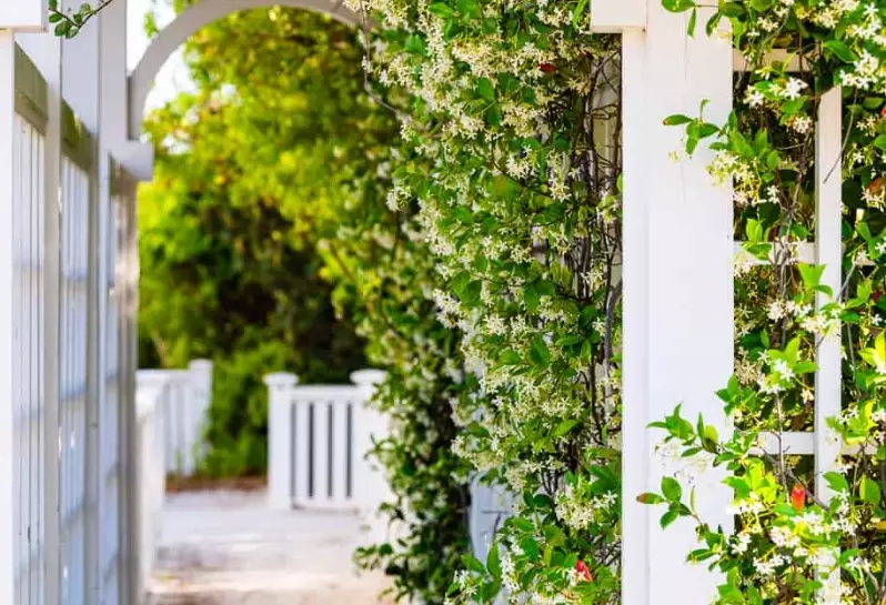 jasmine trellis ideas