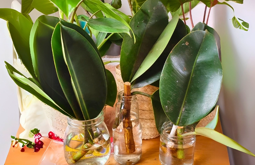 how to propagate rubber plant