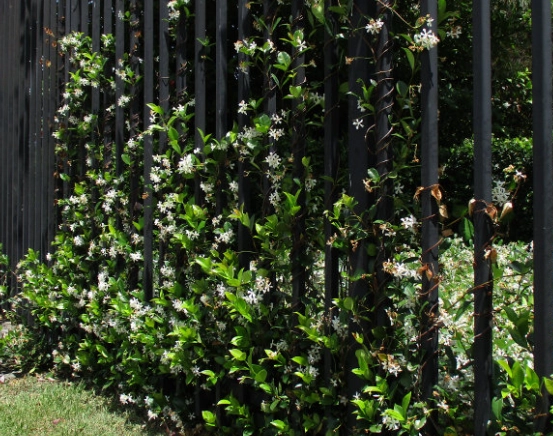 jasmine trellis ideas
