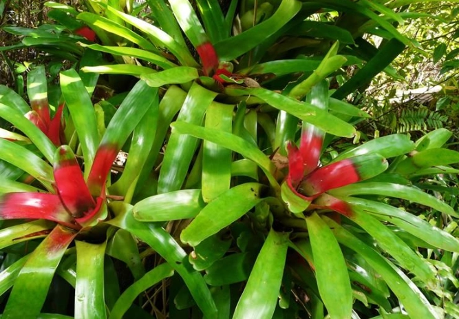 red bromeliad varieties