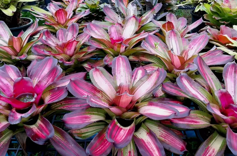 red bromeliad care