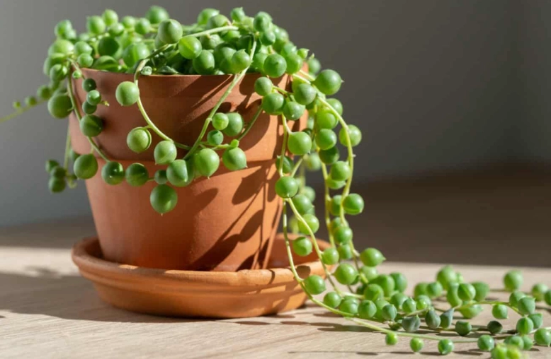 string of pearls care