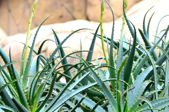 aloe vera sunlight needs aloe vera sunlight needs