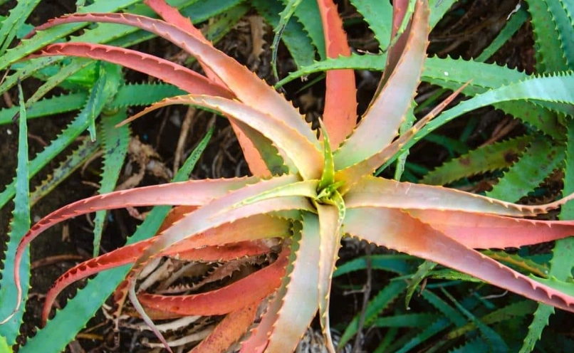 aloe vera sunlight needs aloe vera sunlight needs