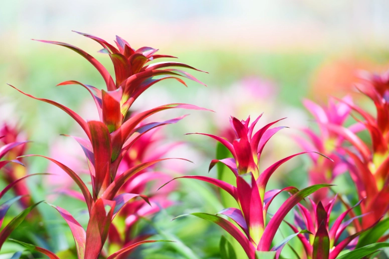 red bromeliad varieties