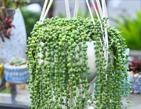 string of pearls care