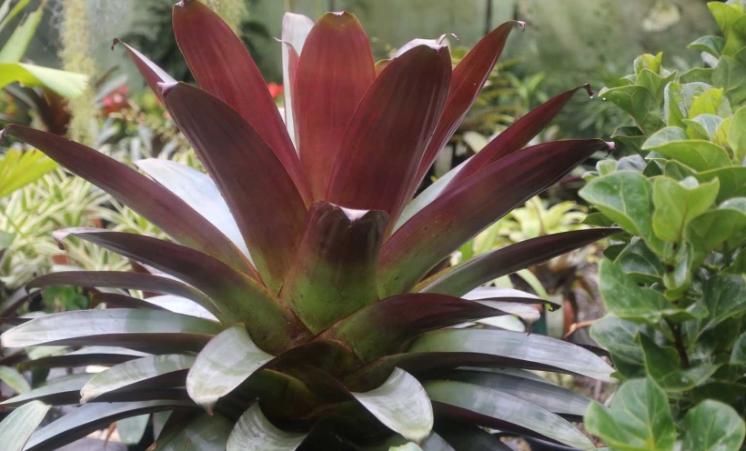 red bromeliad care