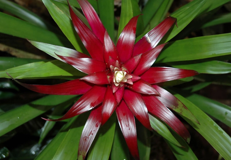 red bromeliad plant