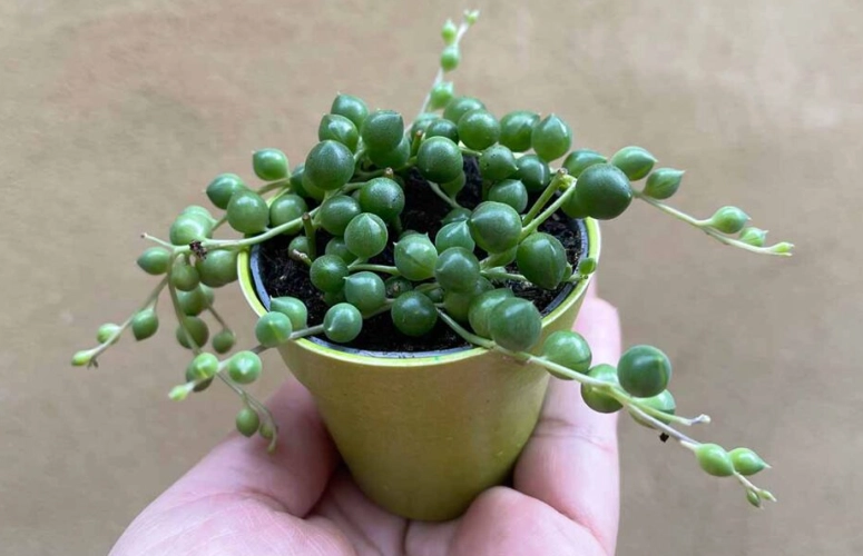 string of pearls plant care