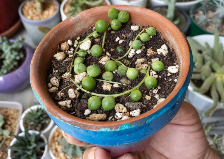 how to care for string of pearls