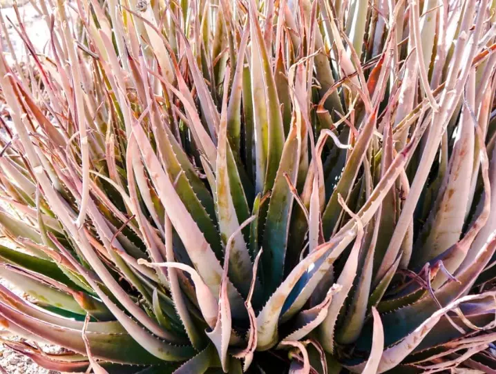 aloe vera light requirements aloe vera light requirements