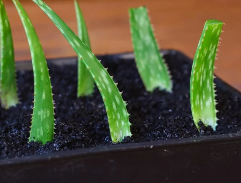 aloe vera watering aloe vera watering