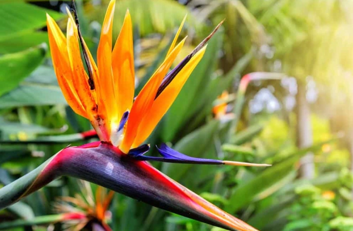 how to care for bird of paradise plant