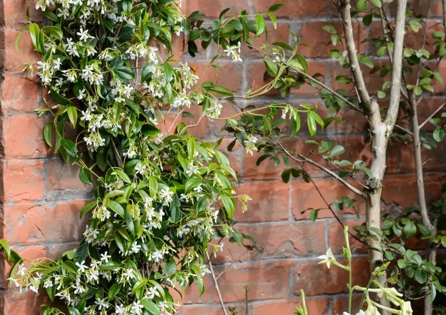 best trellis for jasmine