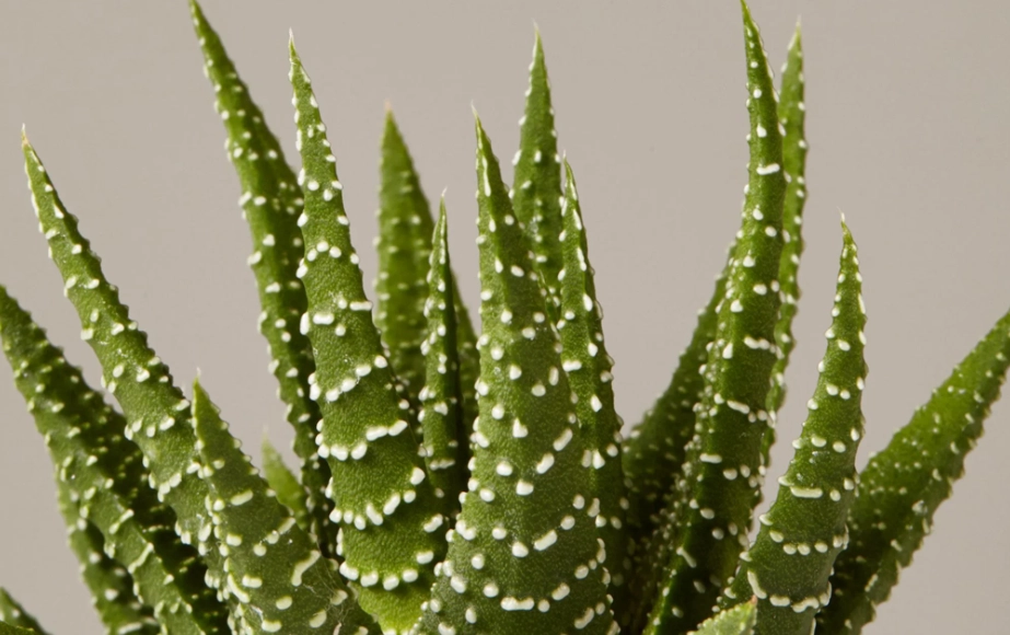 how to water haworthia