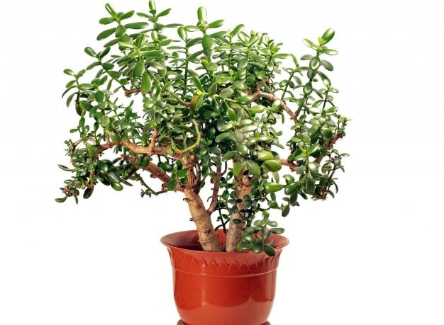 overwatering jade plant