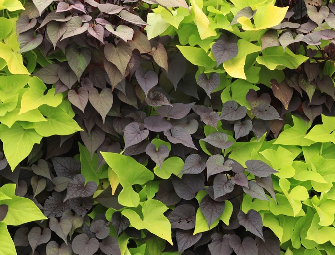 potato vine plant care