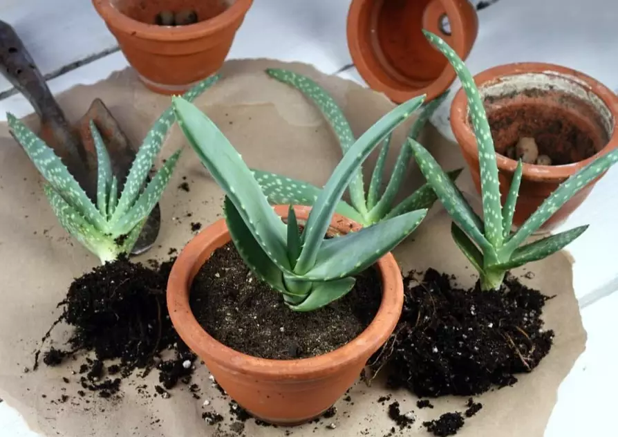 how to grow aloe vera how to grow aloe vera