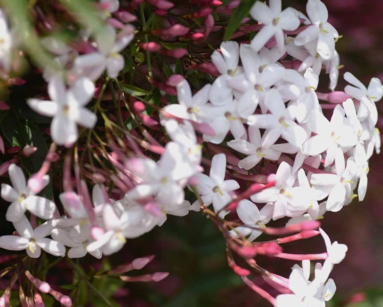 climbing jasmine support