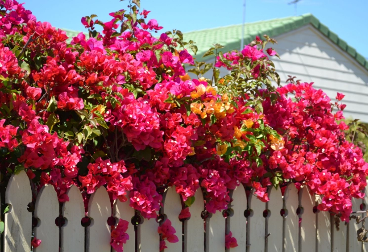 how to care for bougainvillea