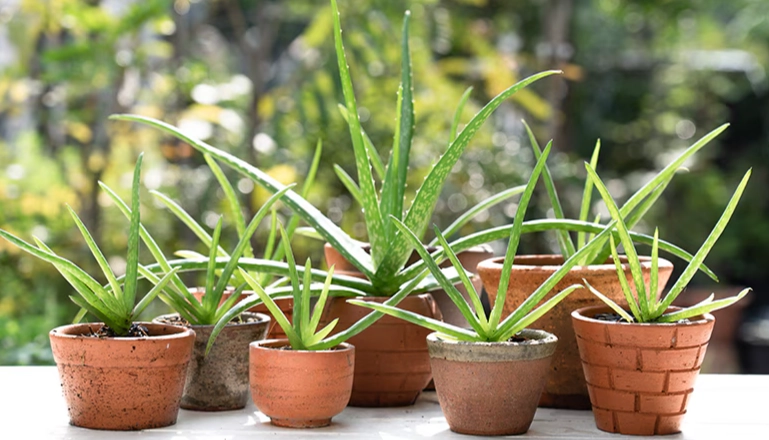 aloe vera plant benefits