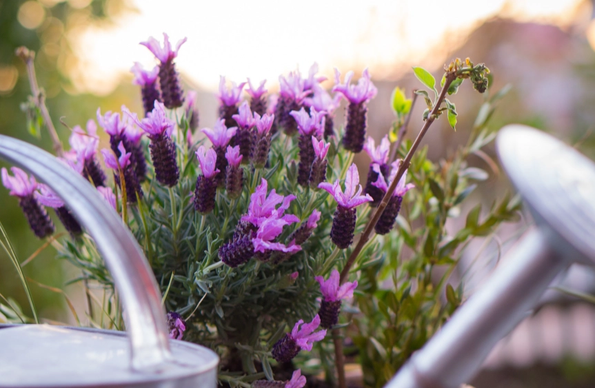 lavender care in containers