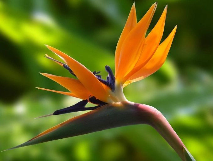 how to care for bird of paradise plant