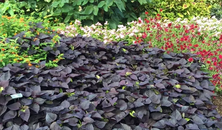 sweet potato vine