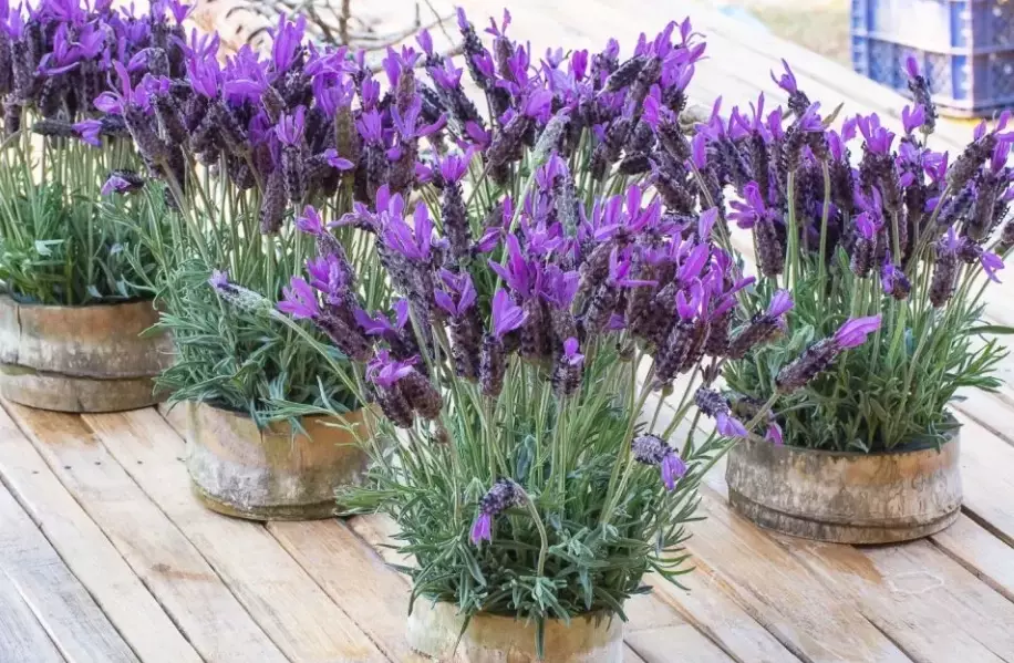 best soil for potted lavender
