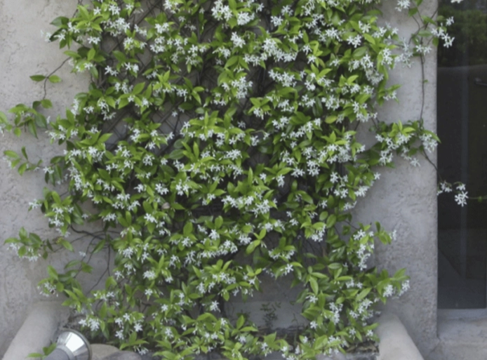best trellis for jasmine