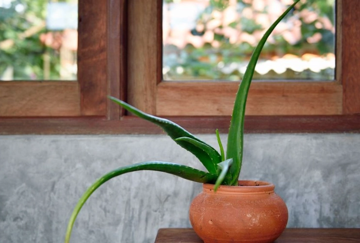 how to water aloe vera