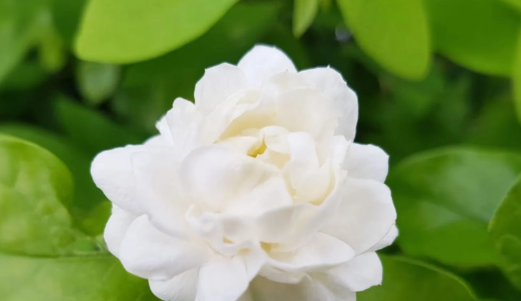 how to grow jasmine