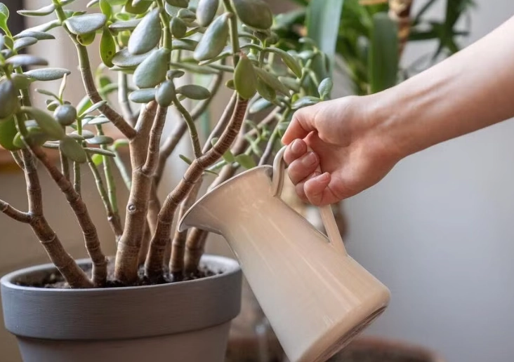 jade plant watering schedule