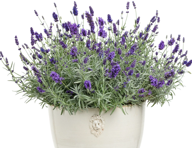 lavender care in containers