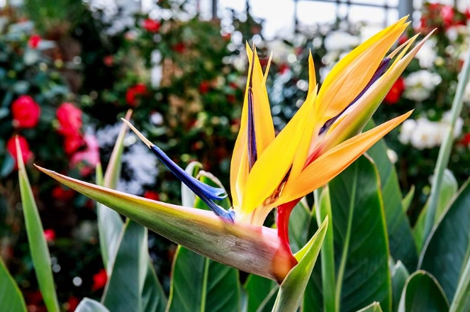 bird of paradise care