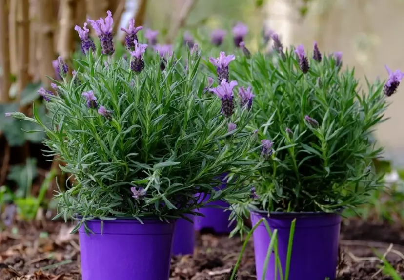 growing lavender in pots