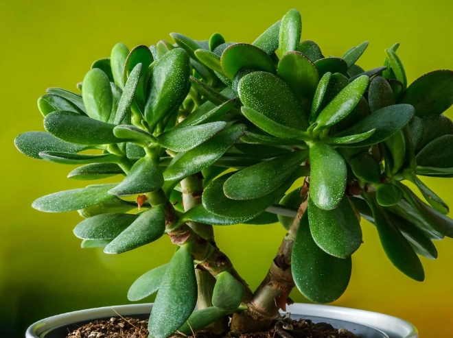 overwatering jade plant