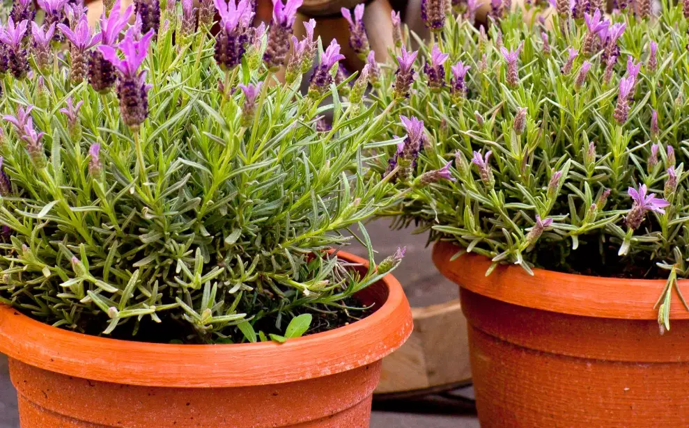 lavender care in containers